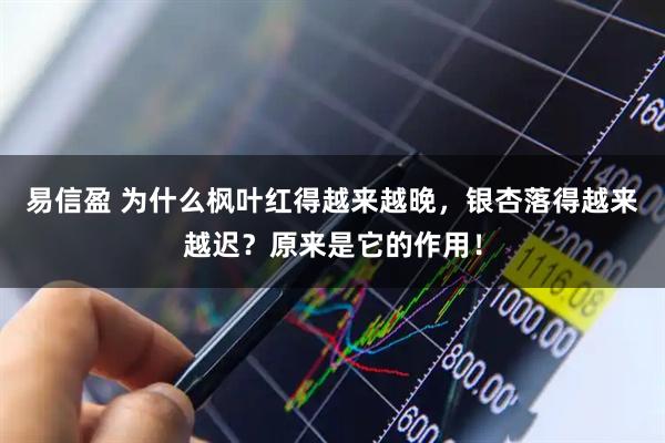 易信盈 为什么枫叶红得越来越晚，银杏落得越来越迟？原来是它的作用！